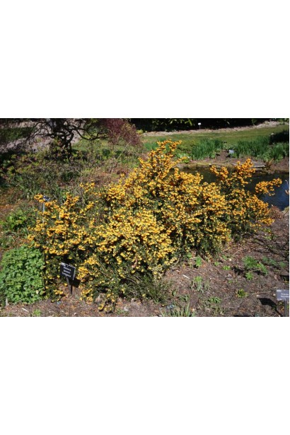 Berberis darwinii Compacta